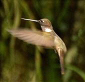 Brown Inca: by vagabonds3, Views[382]