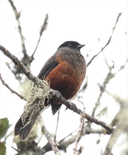 Chestnut-breasted Cotinga, perhaps the first photo in the wild