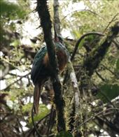 Coppery-chinned Jacamar: by vagabonds3, Views[145]