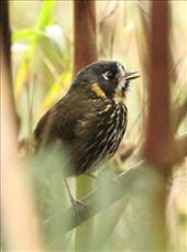 Crescent-faced Antpitta: by vagabonds3, Views[166]