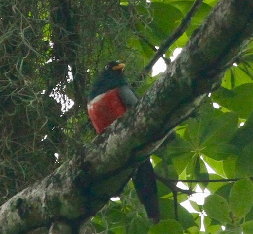 Ecuadorian Trogon