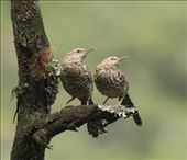 Fasciated Wren: by vagabonds3, Views[313]