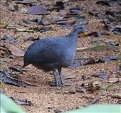 Gray Tinamou: by vagabonds3, Views[153]
