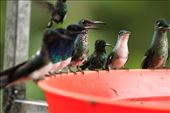 Hummingbird feeders at Simpson Lodge: by vagabonds3, Views[141]