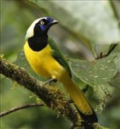 Inca Jay: by vagabonds3, Views[139]