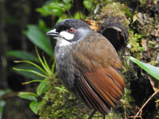 Jocotoco Antpitta