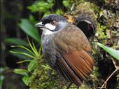 Jocotoco Antpitta: by vagabonds3, Views[818]