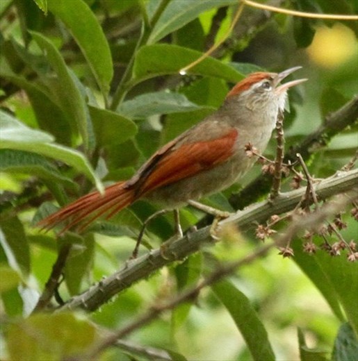 Line-cheeked Spinetail
