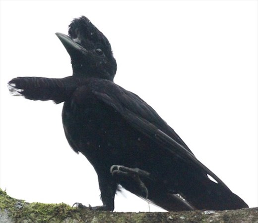 Long-wattled Umbrellabird