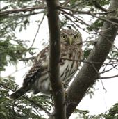 Pacific Pygmy Owl: by vagabonds3, Views[127]