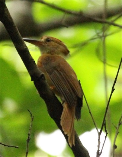 Pacific Royal Flycatcher