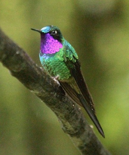 Purple-throated Sunangel