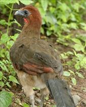 Rufous-headed Chachalaca: by vagabonds3, Views[368]