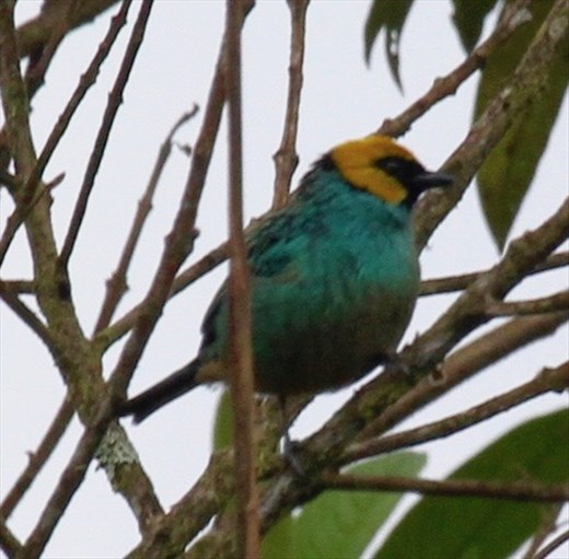 Saffron-crowned Tanager
