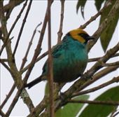 Saffron-crowned Tanager: by vagabonds3, Views[177]
