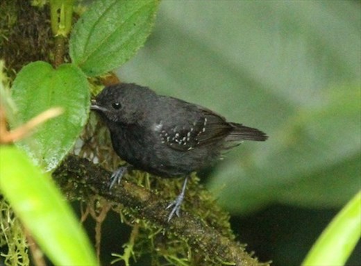 Slaty Antwren ♂️