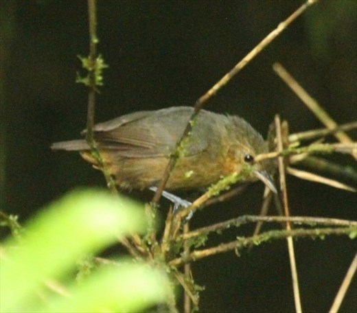 Slaty Antwren♀️