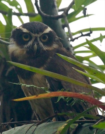 Spectacled Owl, fully recovered