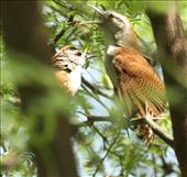 Supercilliated Wren: by vagabonds3, Views[182]