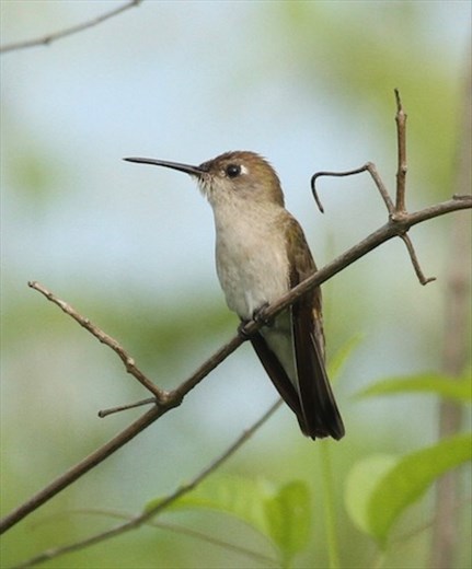 Tumbes Hummingbird