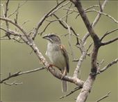 Tumbes Sparrow: by vagabonds3, Views[160]