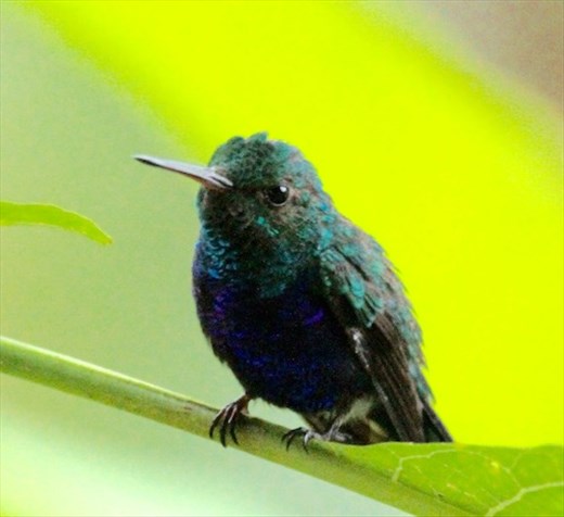 Violet-bellied Hummingbird