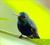 Violet-bellied Hummingbird: by vagabonds3, Views[115]