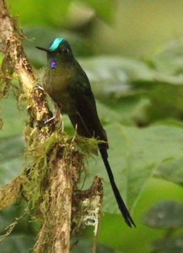 Violet-tailed sylph