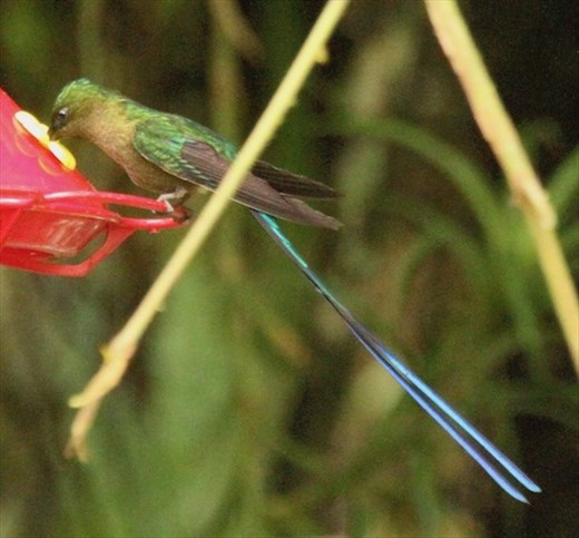 Violet-tailed sylph