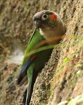 White-breasted Parakeet eating dirt: by vagabonds3, Views[299]