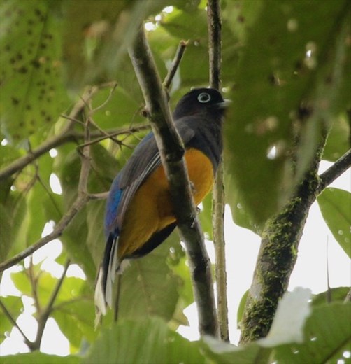 Green-backed Trogon
