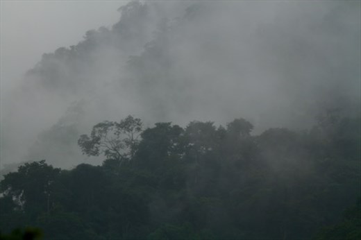 Cloud forest
