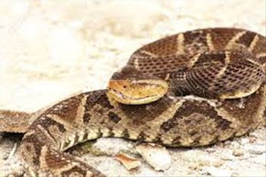 Fer-de-Lance, Cuidado! (photo from Internet)
