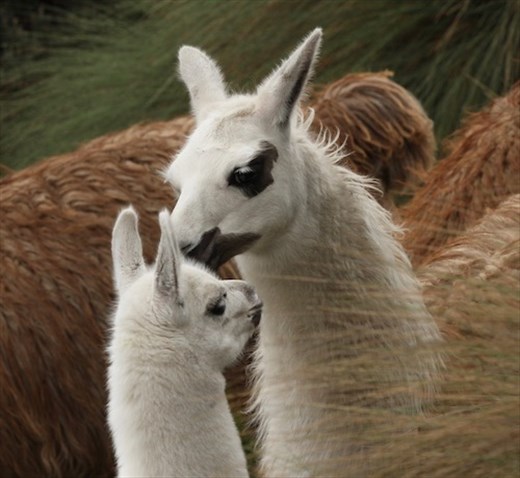 Llamas at Cajas National Park