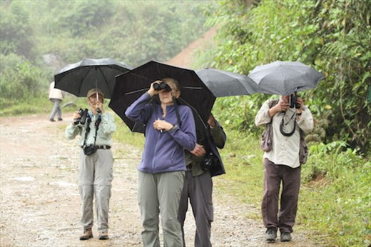 Birding in the Rain
