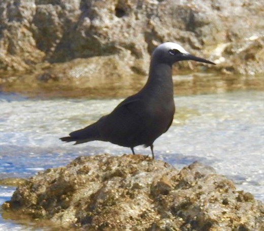 Black Noddy
