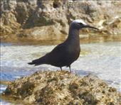 Black Noddy: by vagabonds3, Views[307]