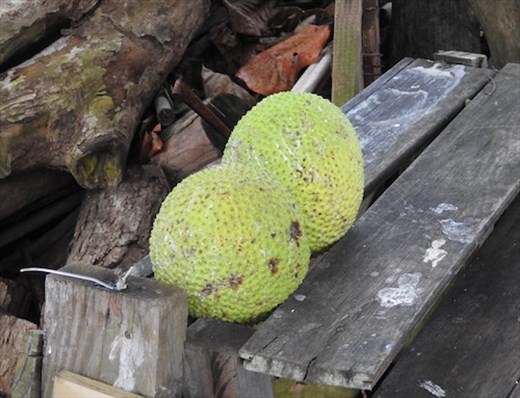 Breadfruit, an island staple