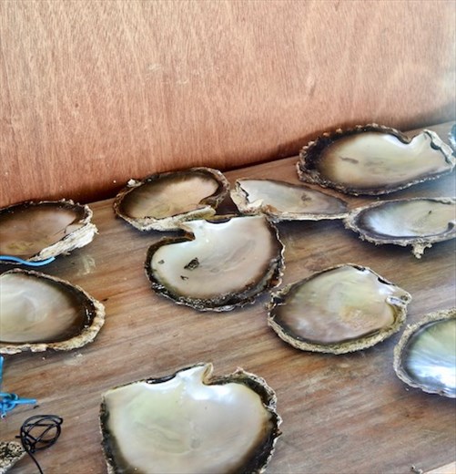 Who took my black pearls? Fakarava