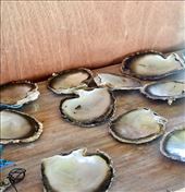 Who took my black pearls? Fakarava: by vagabonds3, Views[139]