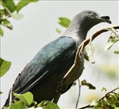 Marquessan Imperial Pigeon: by vagabonds3, Views[131]