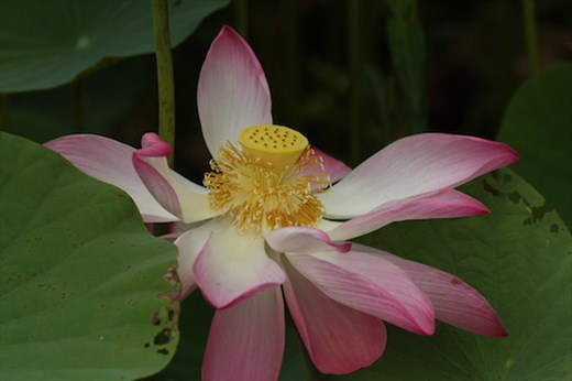 Lotus, Papeete Botanic Garden