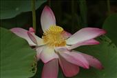 Lotus, Papeete Botanic Garden: by vagabonds3, Views[317]