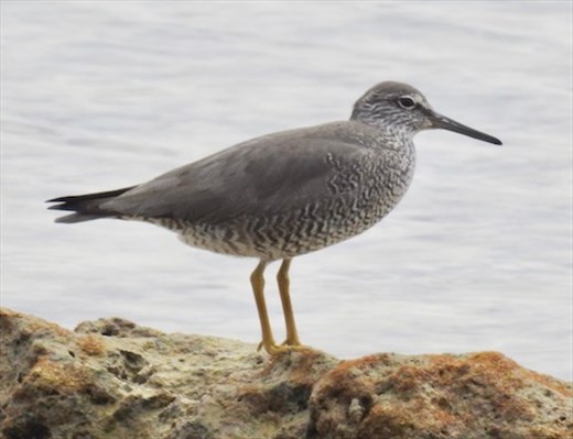Wandering Tattler