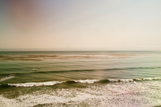 Kelp Beds, California Coast
