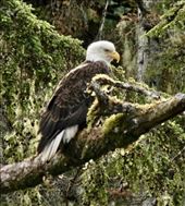 Bald Eagle, Ketchikan: by vagabonds3, Views[323]