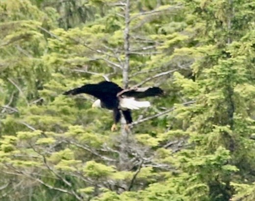 Bald Eagle, Ketchikan