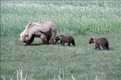 Brown Bear and cubs, Katmai NP (from '08): by vagabonds3, Views[330]