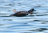 Harlequin Duck, Kodiak: by vagabonds3, Views[310]
