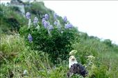 Eagle and Lupine, Unalaska: by vagabonds3, Views[313]